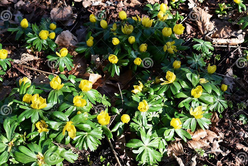 Gelbe Winterling Springflowers Im Garten. Stockbild Bild von