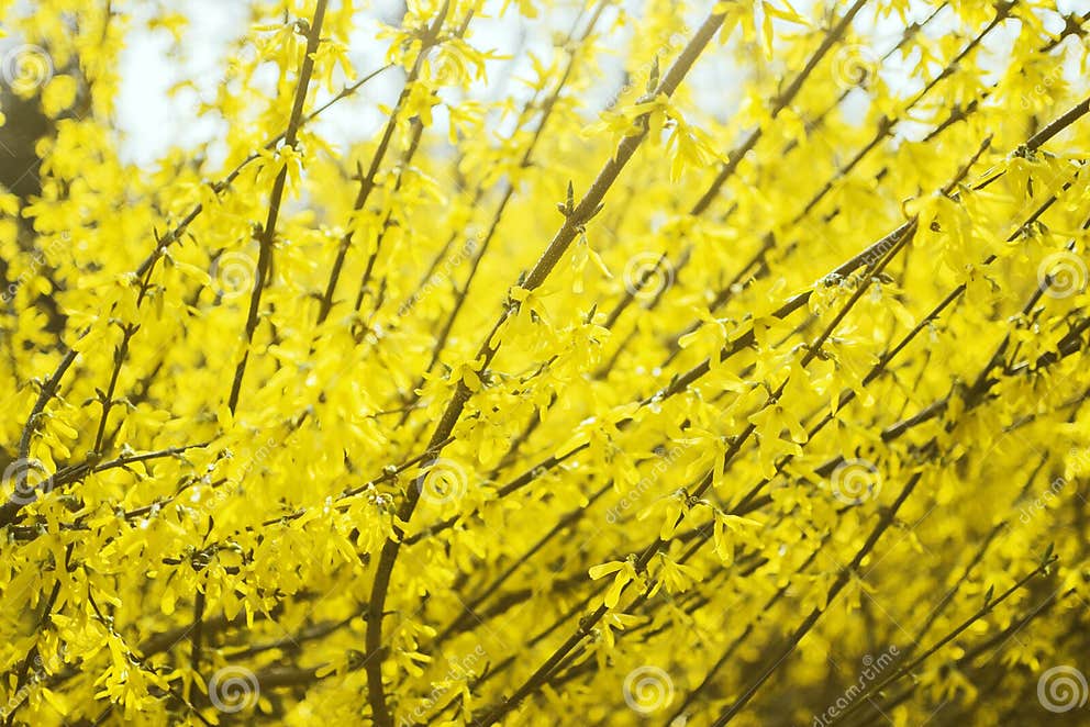 Gelber Blühender Strauch, Busch, Blüte, Frühling Im Botanischen Garten