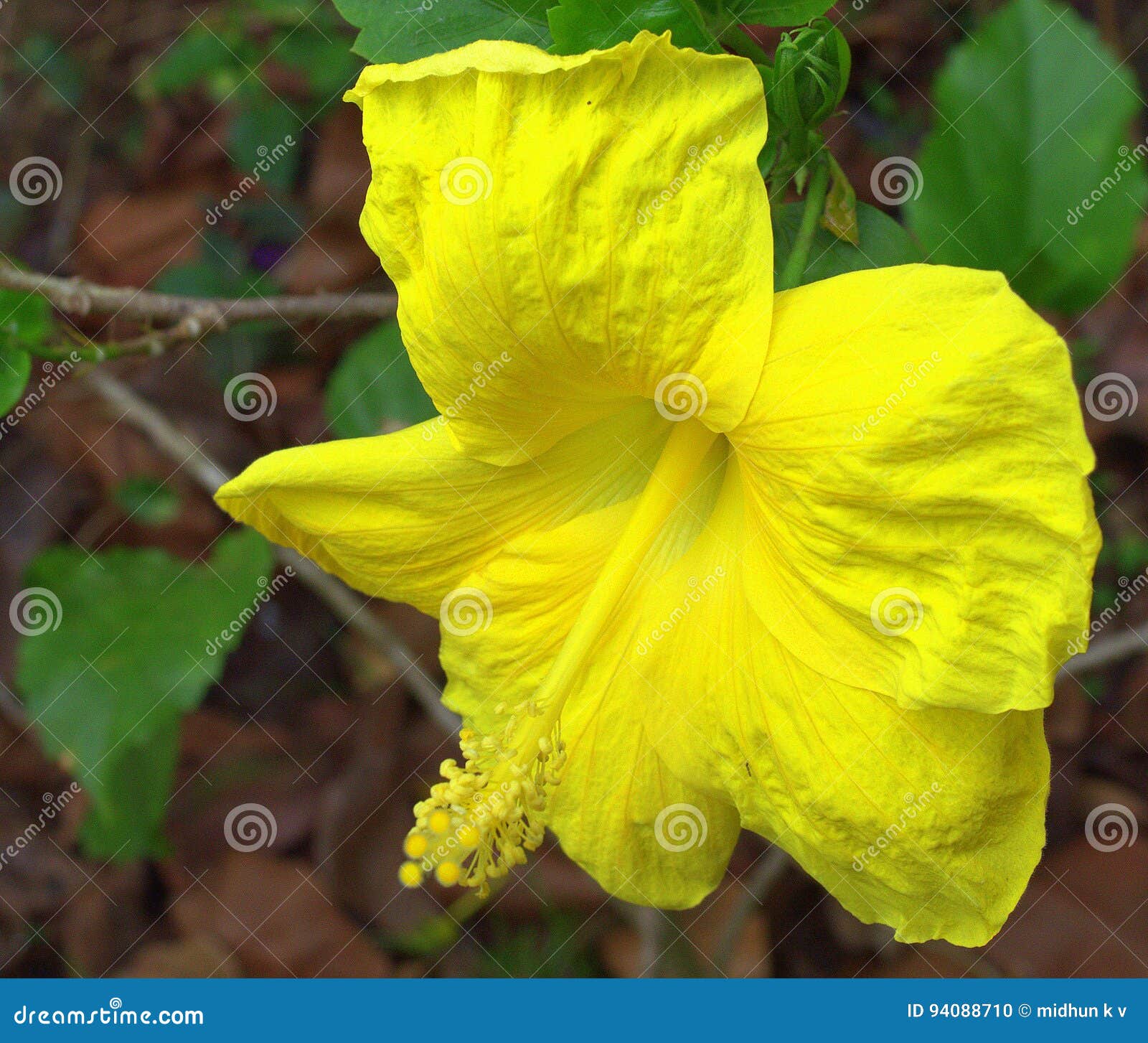 Gelber Hibiscus stockfoto. Bild von gelb, berg, hibiskus 94088710