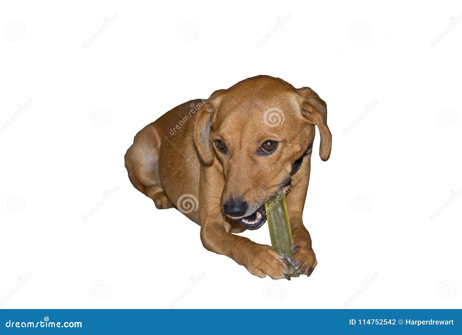 Hund Kaut Auf Kissen antistress hundebett