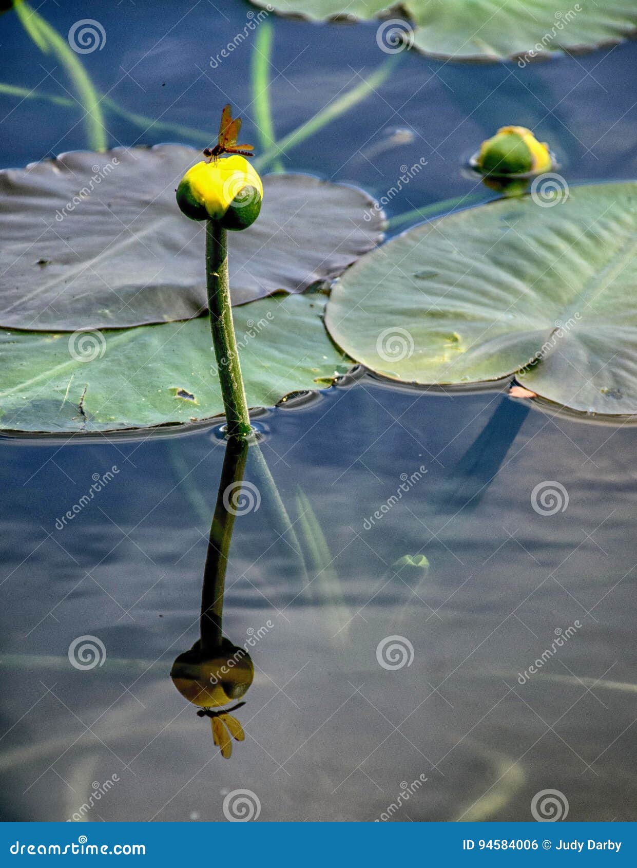 Gelber TeichLilie stockfoto. Bild von fliege, natürlichkeit 94584006