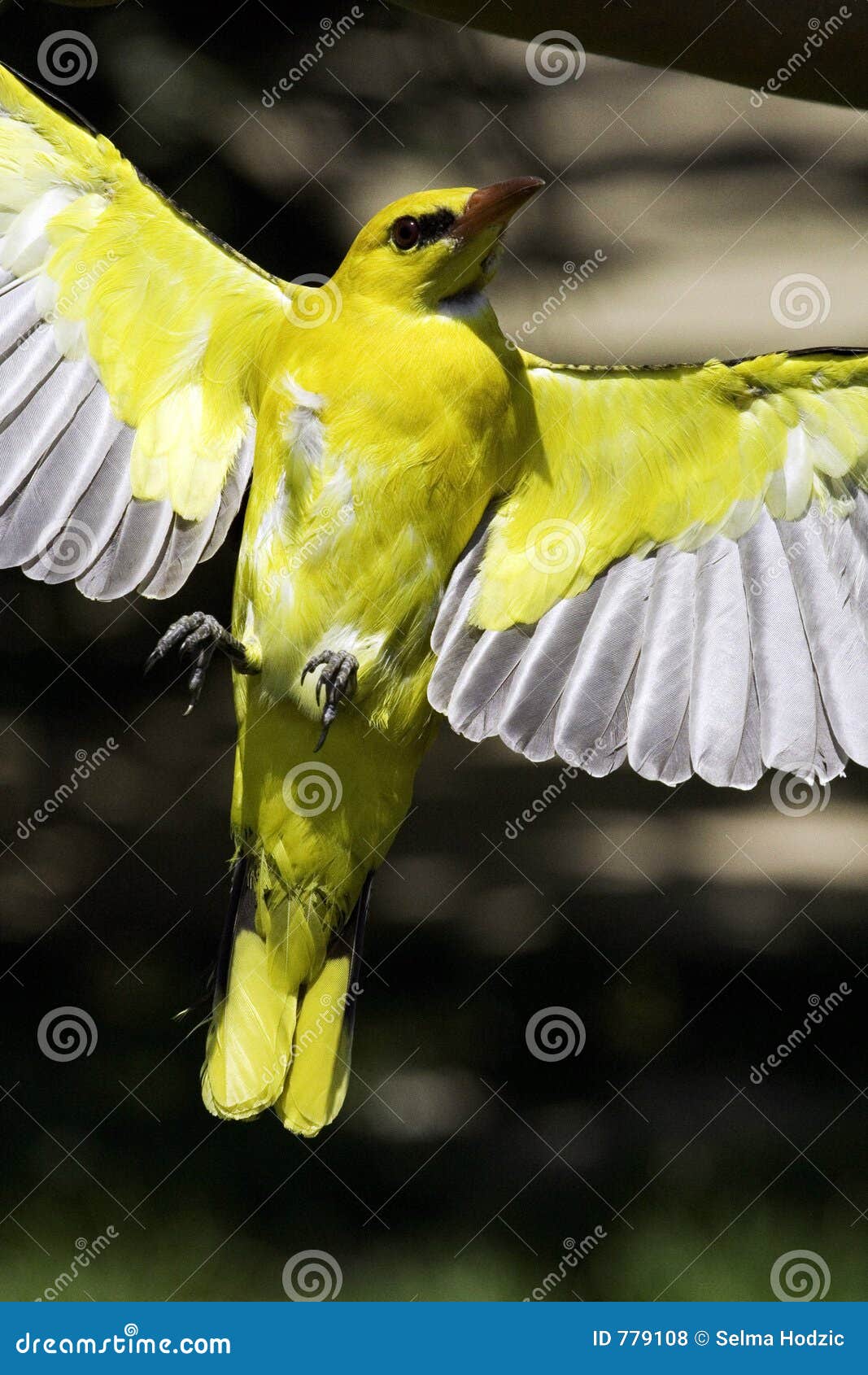 Gelber Vogel stockfoto. Bild von gefieder, gelb, stamm 779108