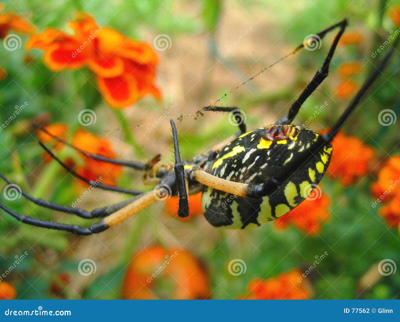 Gelbes GartenSpinnenMakro Stockfoto Bild von sommer