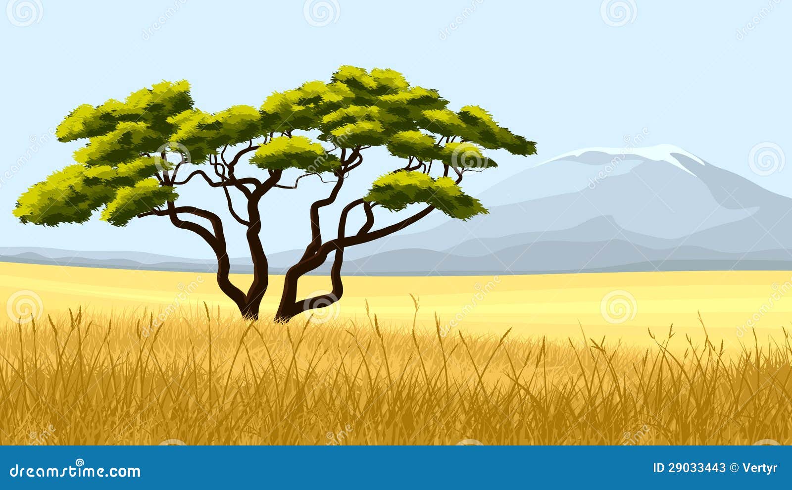 Gelbes Gras Und Afrikanische Akazie Vektor Abbildung Illustration Von Himmel Afrika