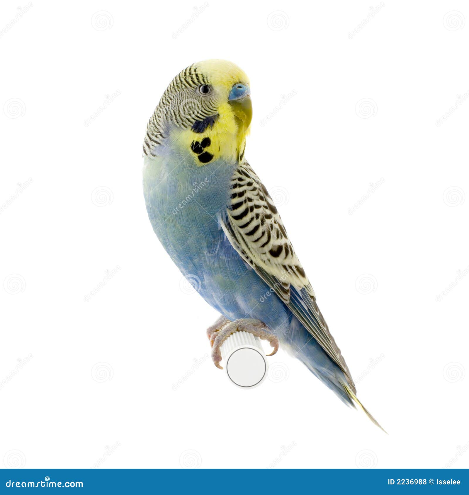 Gelbes und blaues budgie stockfoto. Bild von vogel, stange - 2236988