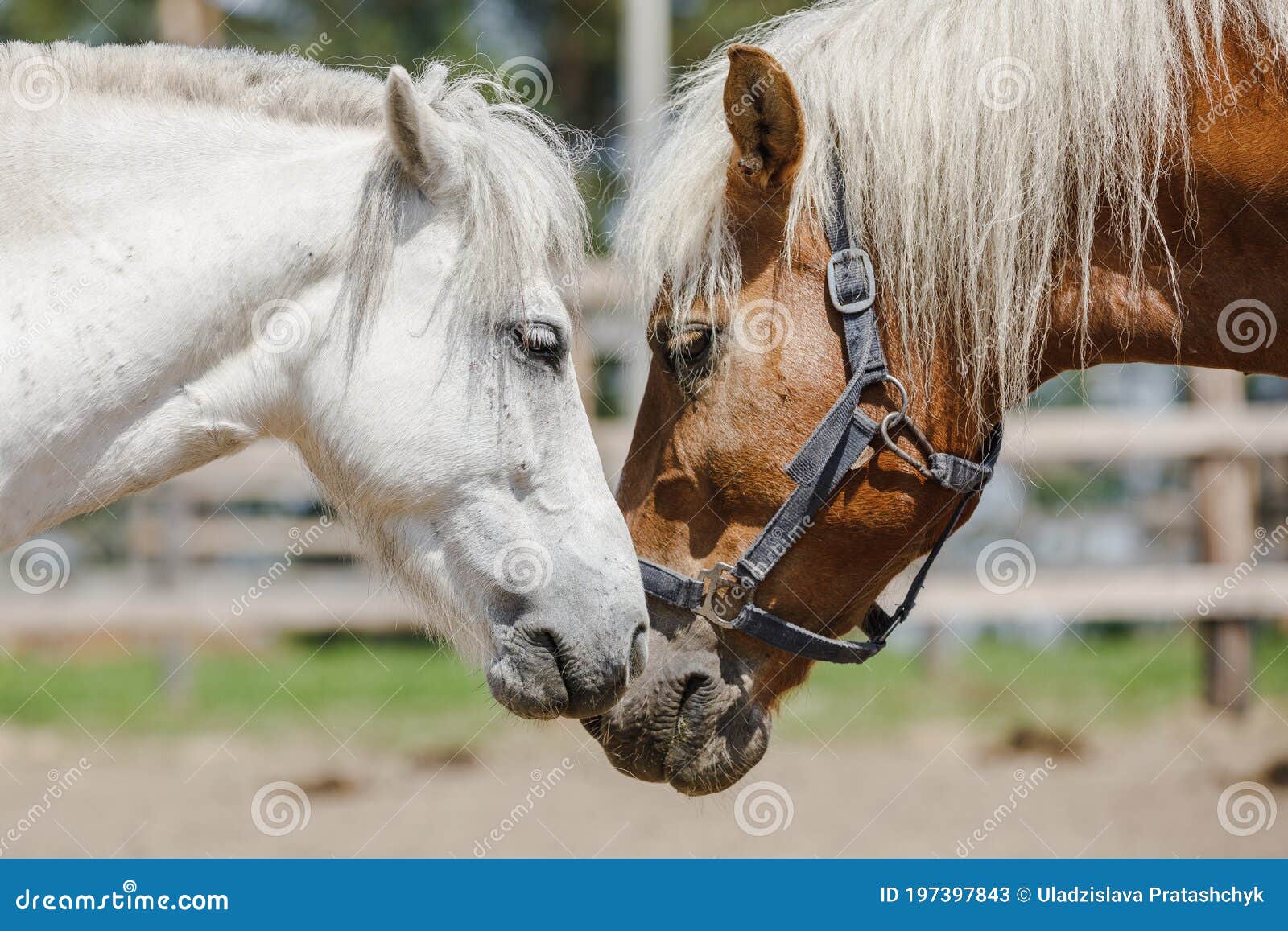 Gelding Pony Biting Gelding Horse in Herd Stock Image Image of teeth