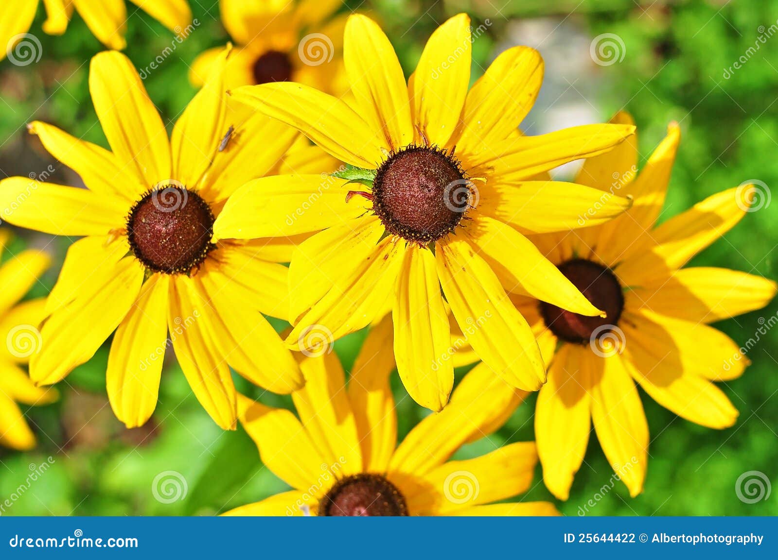Conserveermiddel Raad eens Validatie Gele bloemen stock foto. Image of bloemblaadjes, bloei - 25644422