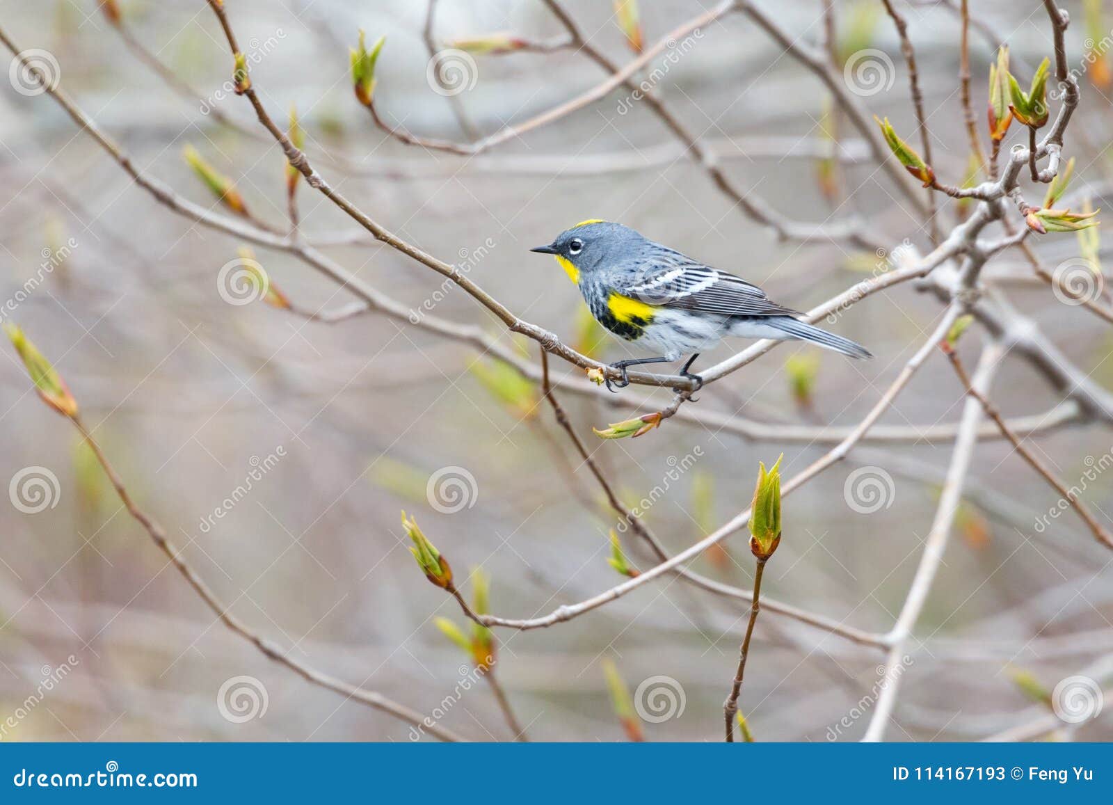 Gele Grasmus Rumped. Geel rumped grasmus BC in Vancouver Canada