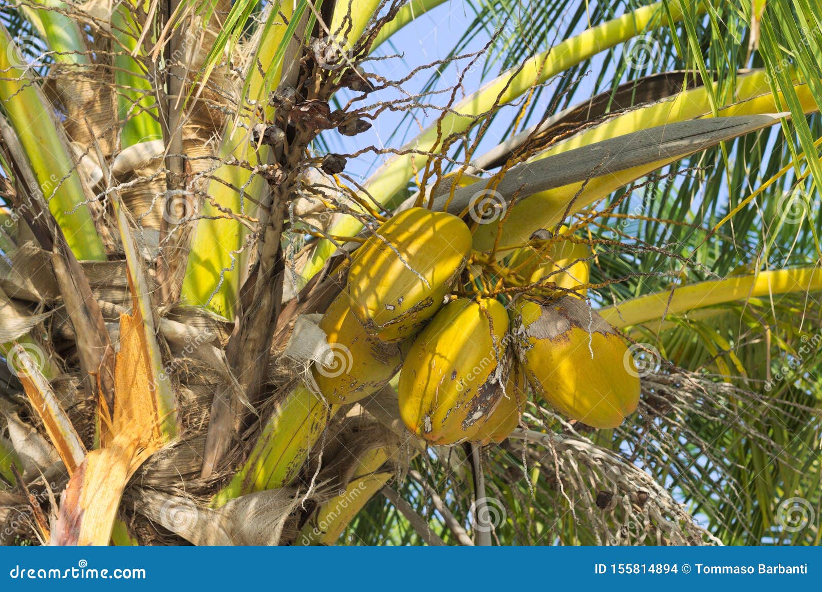 Gele Kokosnoten Op Een Palm De Maldiven Stock Foto - Image of blauw ...