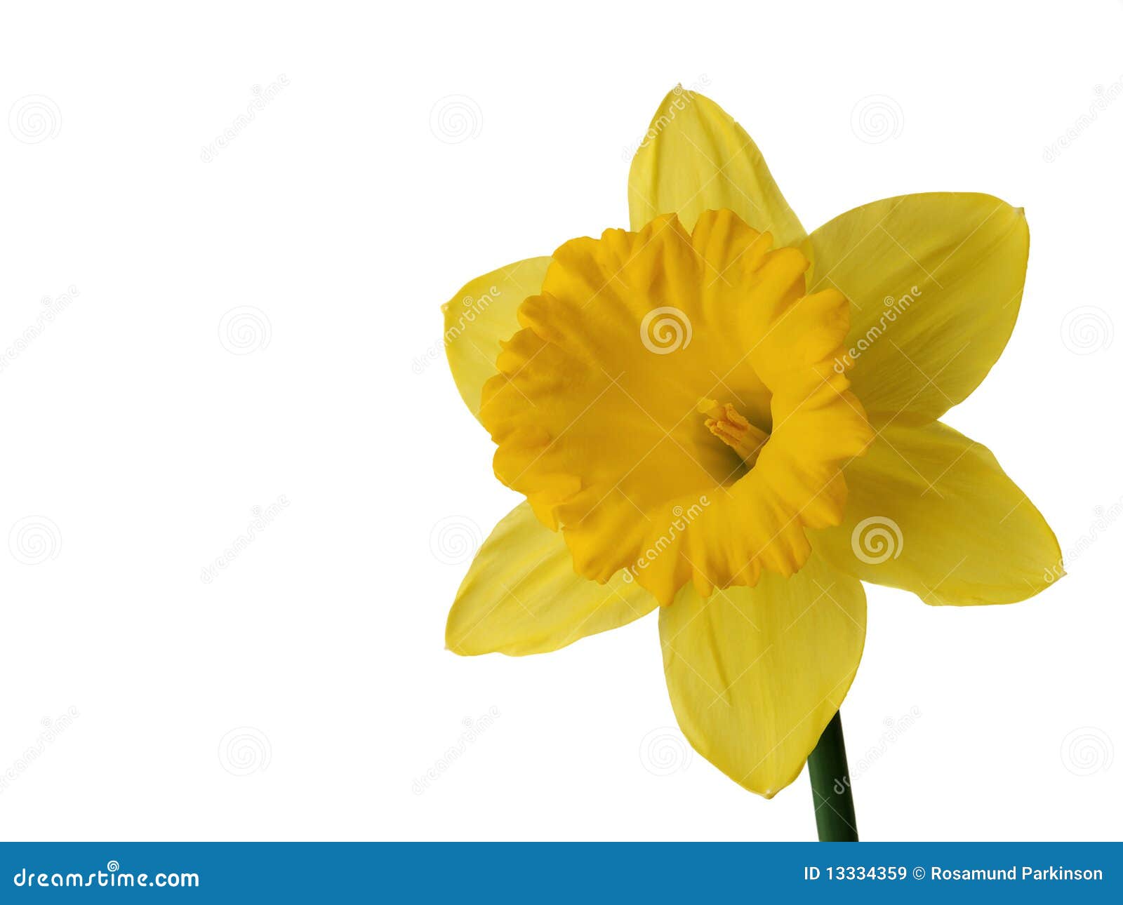 Daffodil