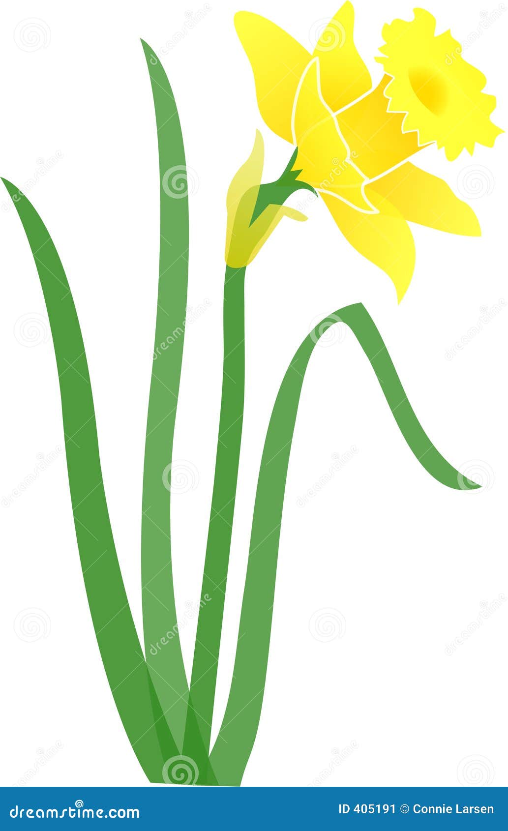 images clipart jonquilles - photo #26