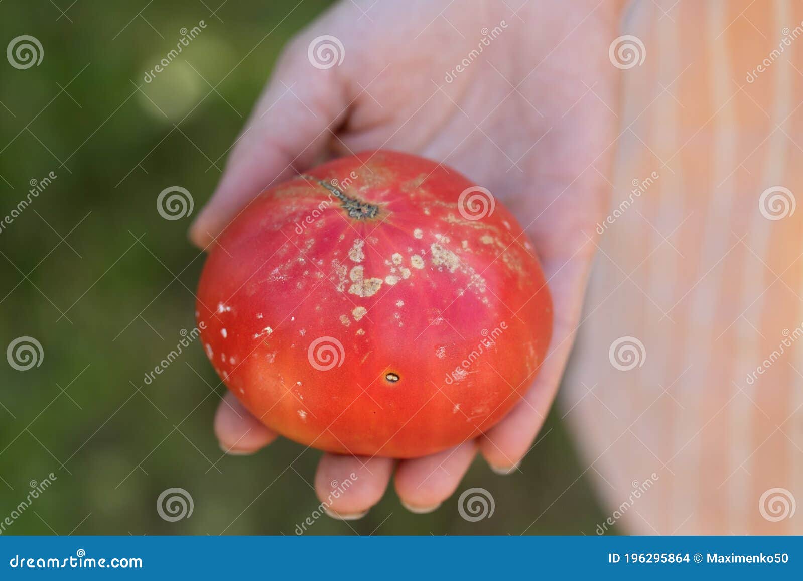 Gele Witte Vlekken Op Tomatenvruchten Zijn Tekenen Van Bacteriële Kanker  Van Planten Stock Foto - Image Of Kanker, Vloek: 196295864