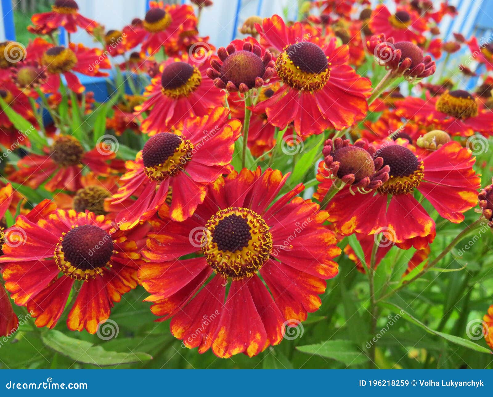 gelenium lat. helenium in the summer garden