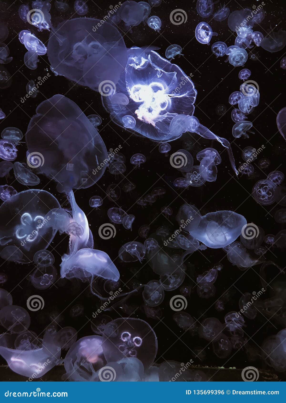 gellyfish purple ocean sea vsco