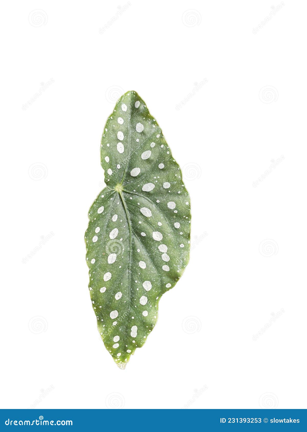 Gelo Branco Begonia Maculata Folha Verde Com Ponto Polka Branco, Fofo  Isolado Em Plantas De Fundo Branco Plantas De Hipster Lindo Imagem de Stock  - Imagem de invertebrado, ponto: 231393253