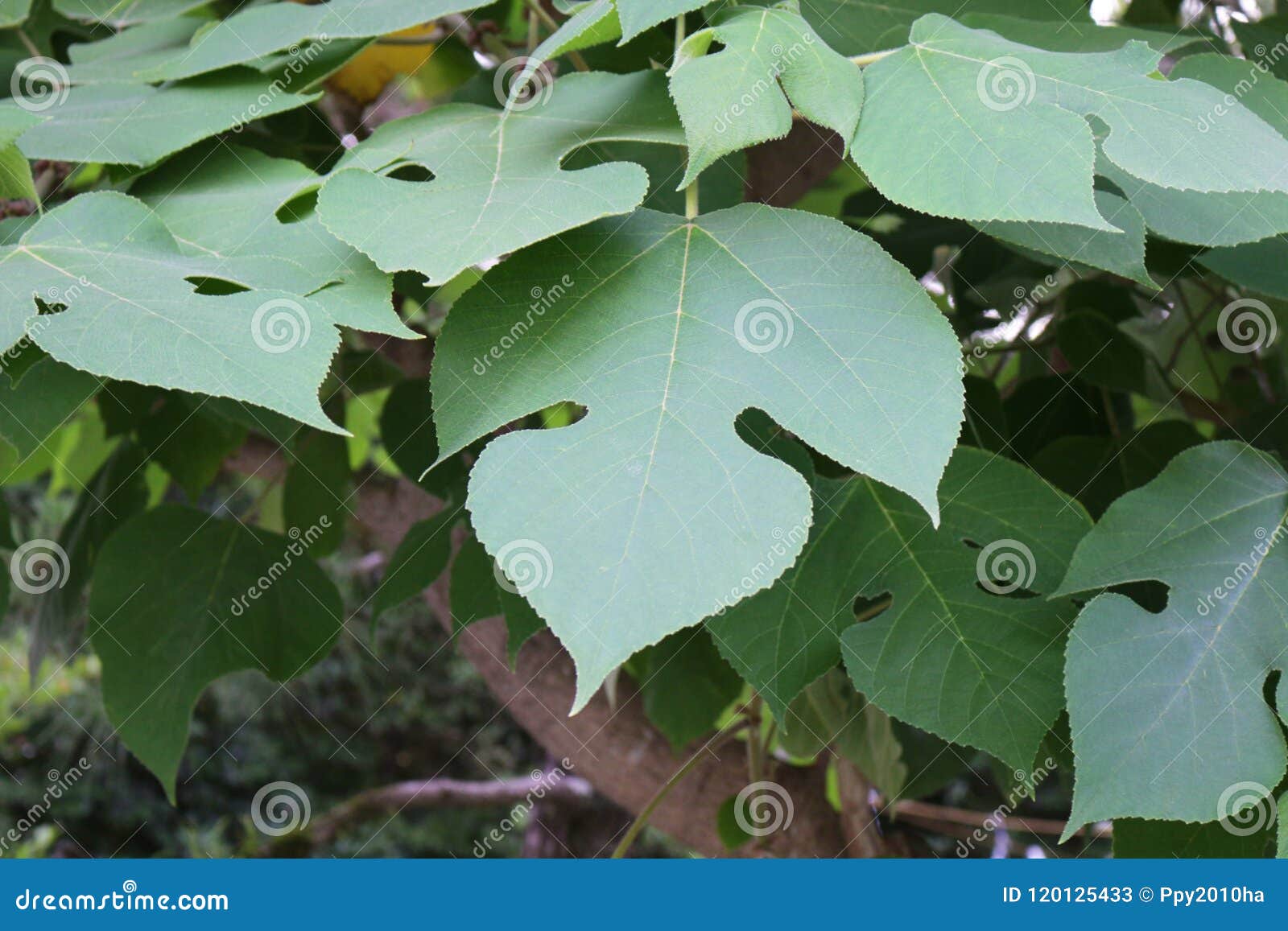 Gelso Da Carta Alberi Latifolie