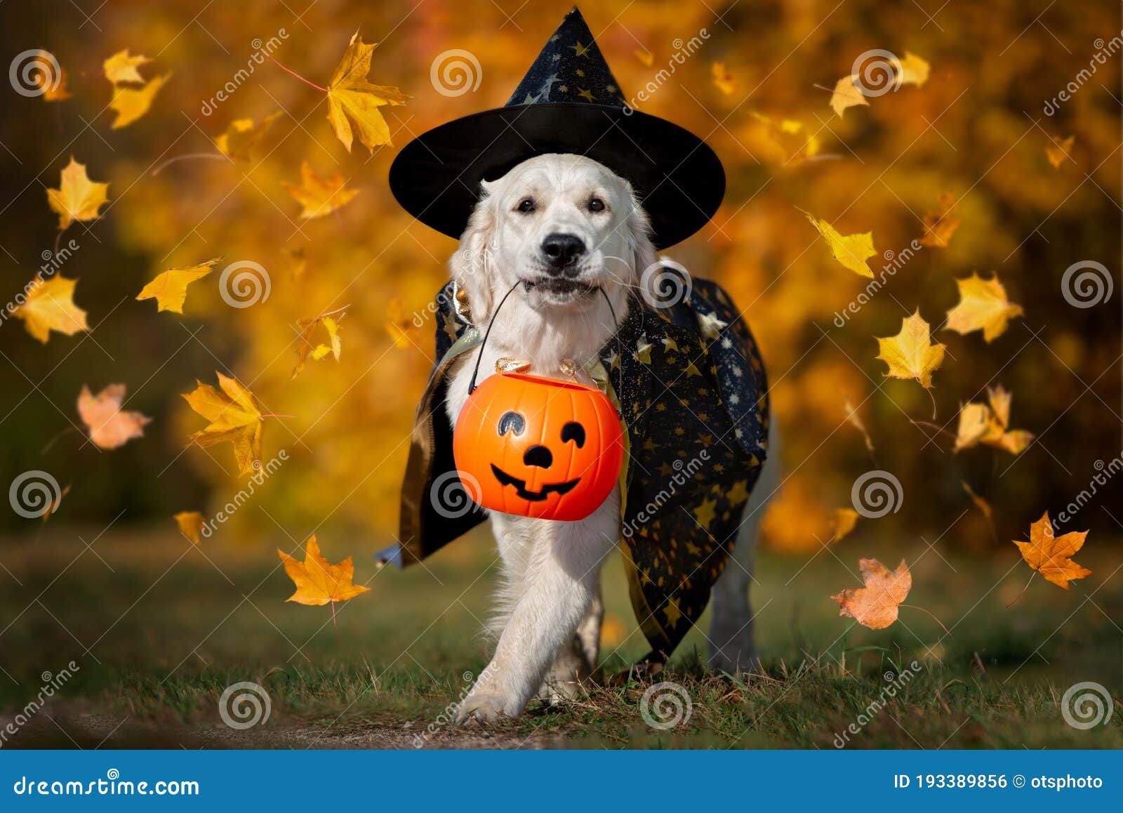 Score stijfheid Allergisch Gelukkige Hond in Een Halloween Kostuum Met Een Pompoenmand Die in De  Openlucht Rondloopt of Een Halloween Hondenportret Behandelt Stock Foto -  Image of liefde, kostuum: 193389856