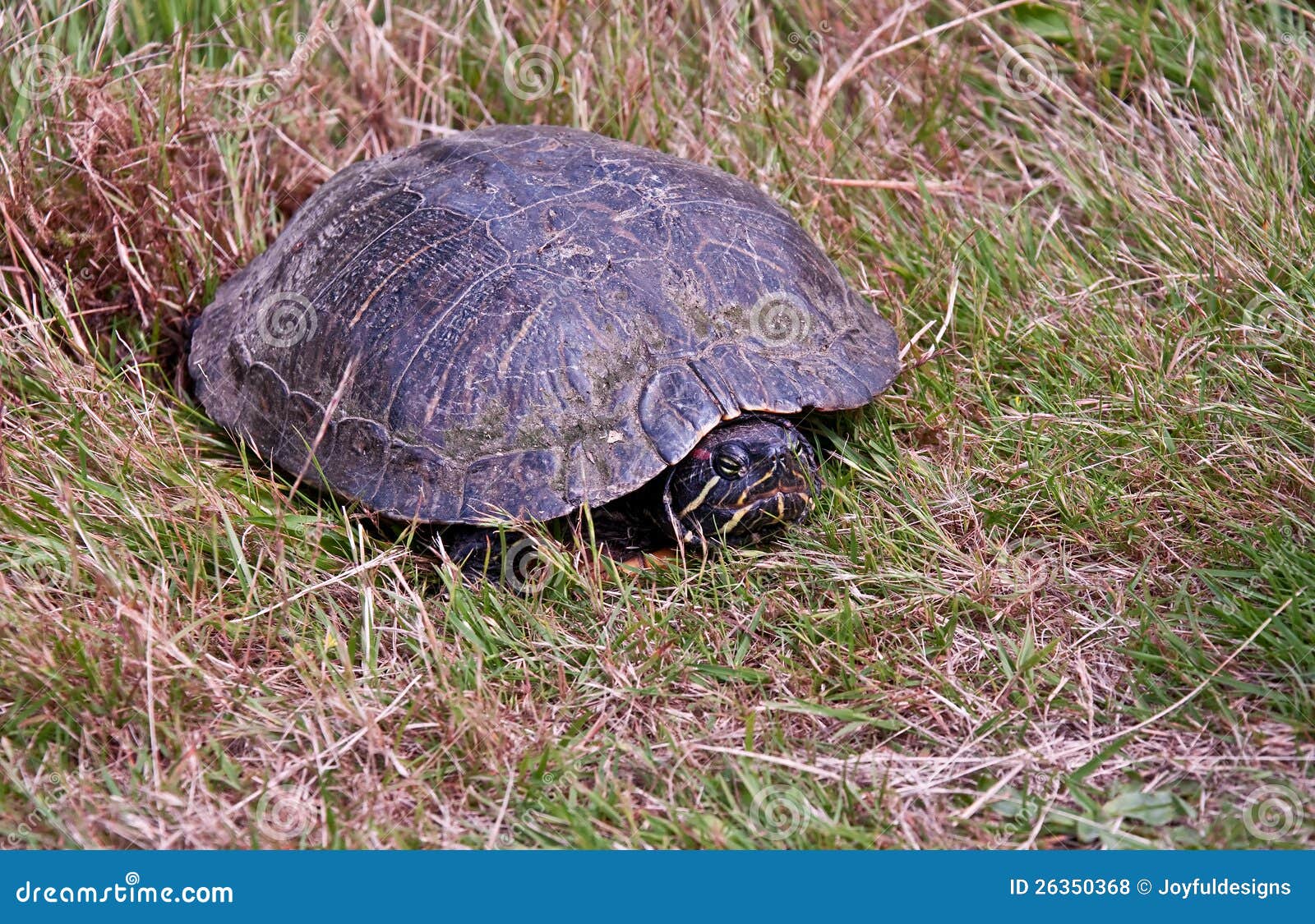 Gemalte Schildkröte, Die Eier Im Gras Legt Stockfoto Bild von reptil