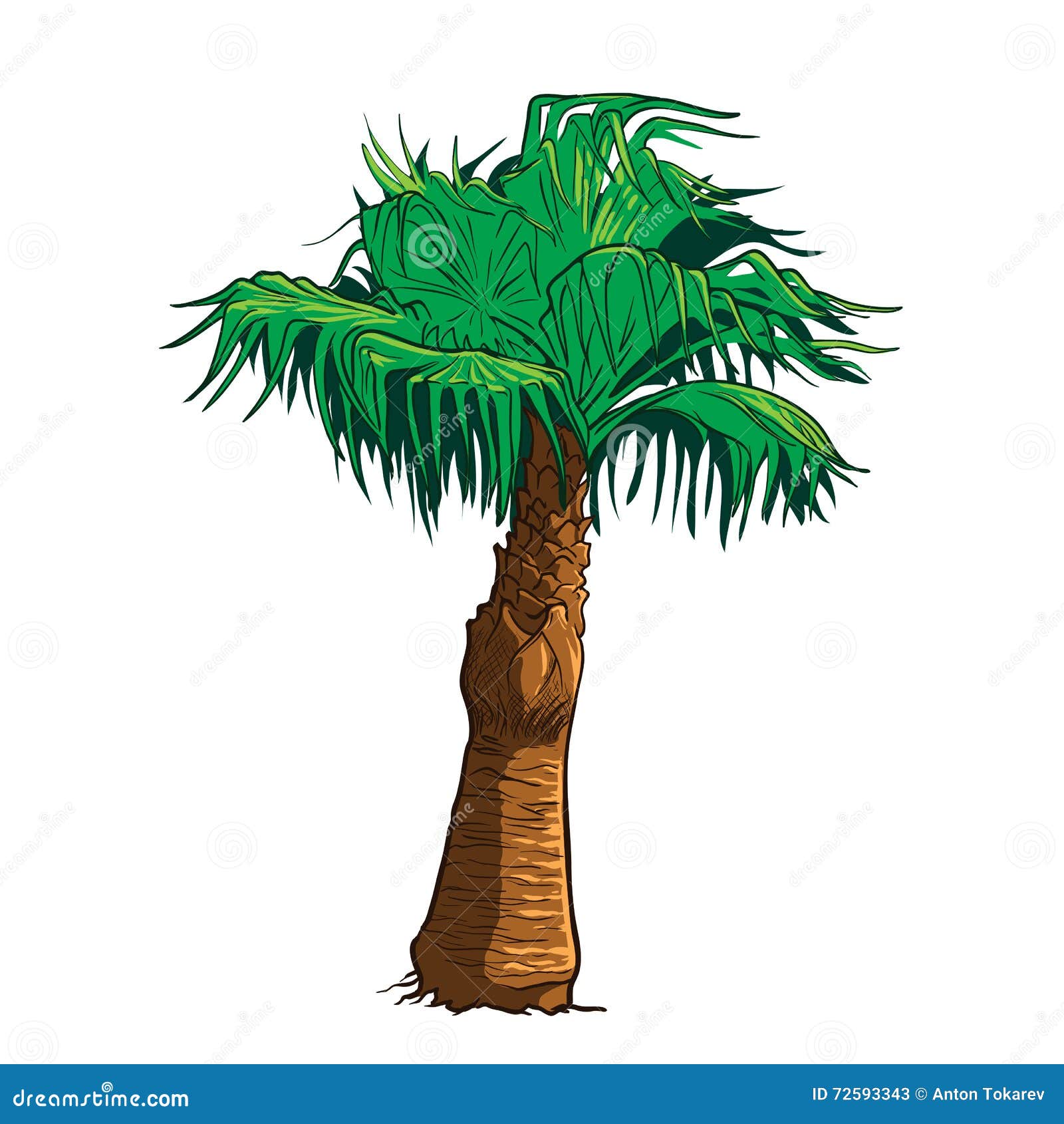 Gemalte Skizze Der Sabal-Palme Vektor Abbildung - Illustration von