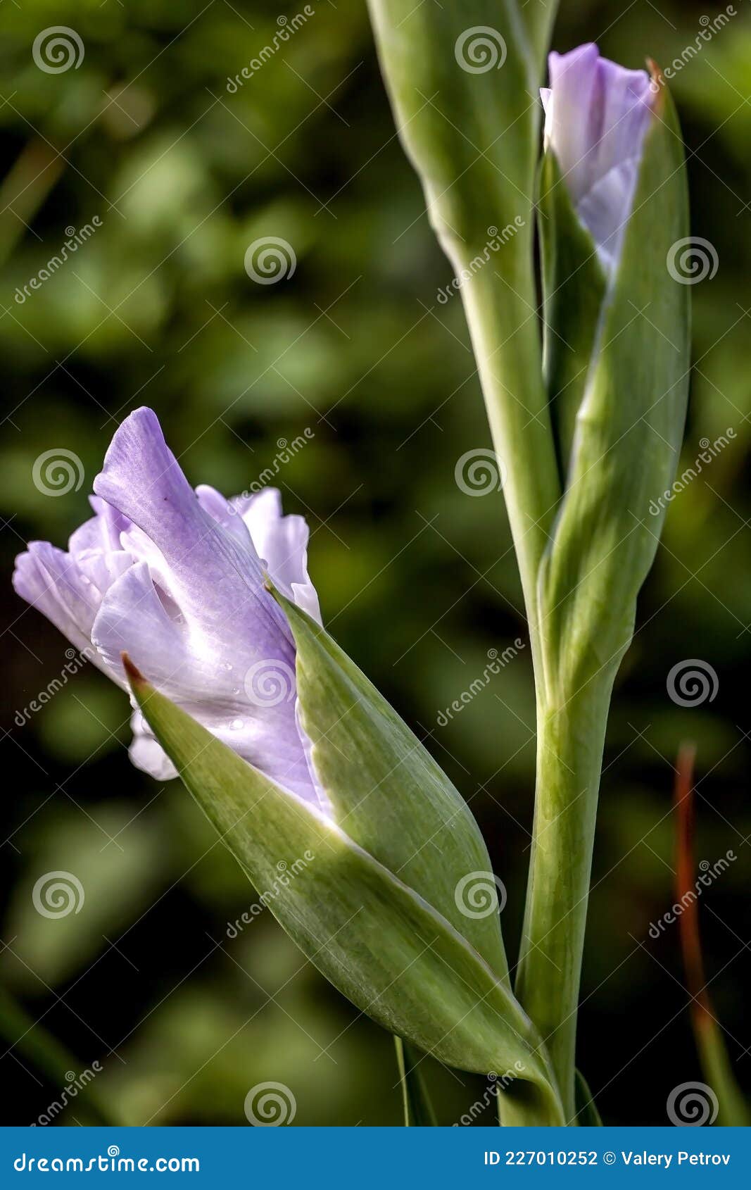 Gemas De Gladioli Roxo Claro Estão Florescendo Foto de Stock - Imagem de  puro, flor: 227010252