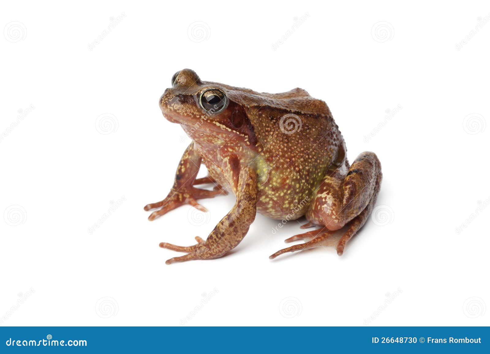 Gemeenschappelijk Bruin Kikker Engels Profiel Stock Foto Image of