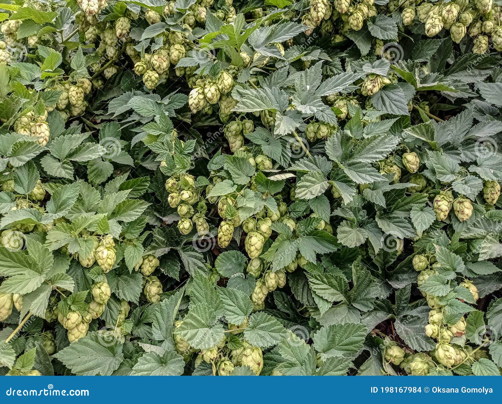 attent Kwelling Brig Gemeenschappelijke Hop of Klimhop — Een Soort Kruidachtige Meerjarige  Planten Van Het Geslacht Hop Latijnse Naam: Humulus Lupulus Stock Foto -  Image of struik, grond: 198167984