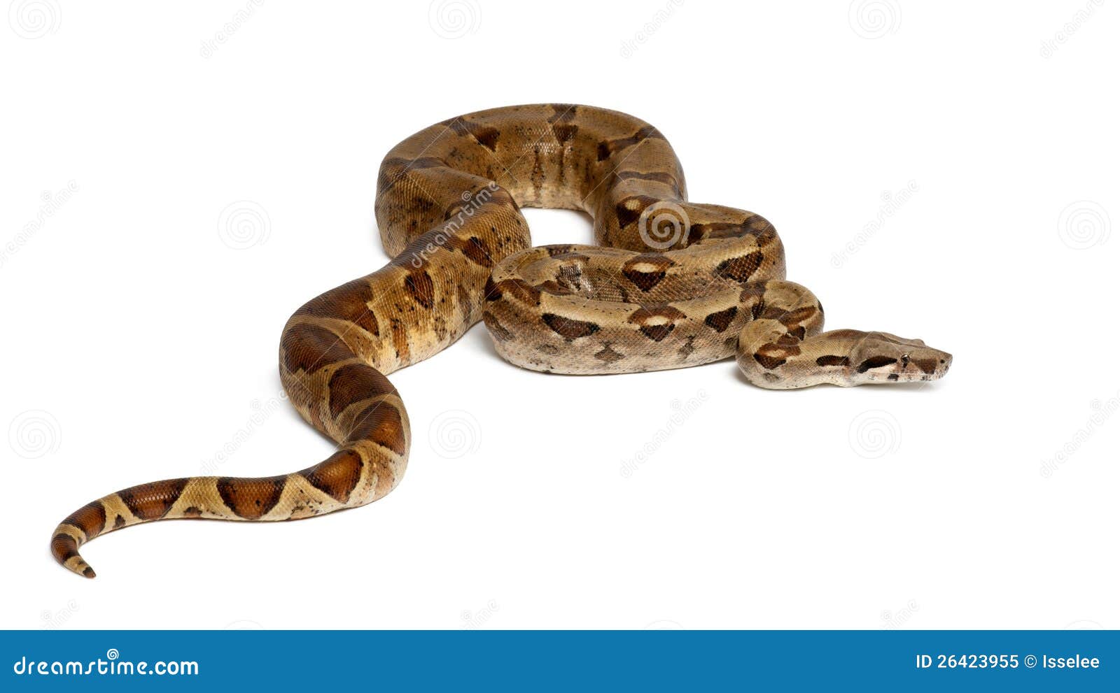 boa constrictor imperator boa constrictor imperator