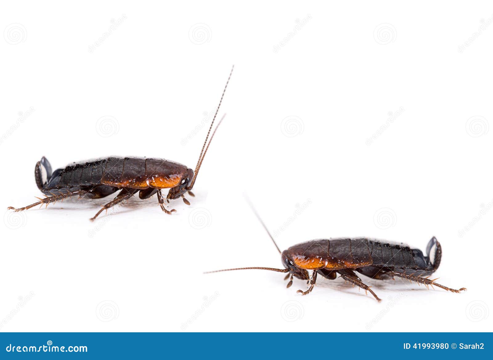 Gemeenschappelijke Zwarte Kakkerlak - Blatta-orientalis Stock Foto ...