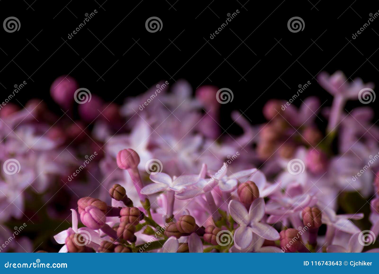 Gemeiner Flieder Primrose 2L - Gelbliche Blüten Seltene Neuzüchtung