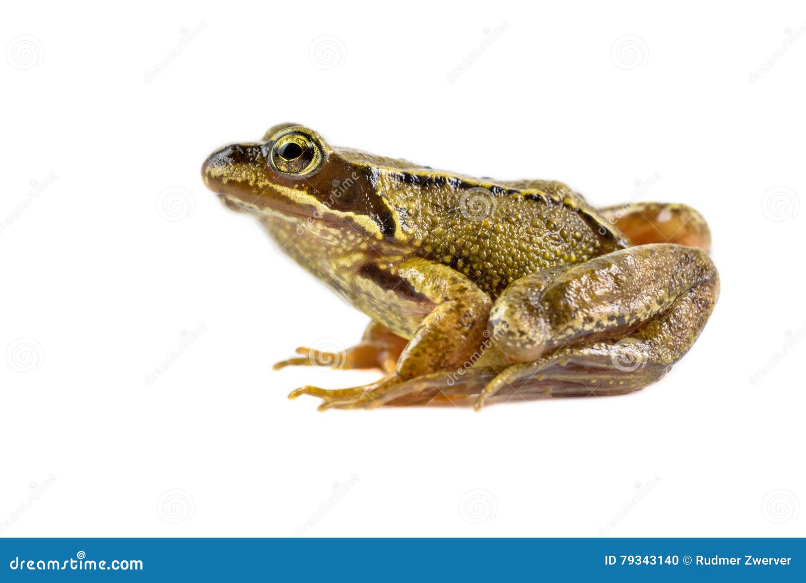 Gemeiner Brauner Frosch, Der Sich Vorbereitet Zu Springen