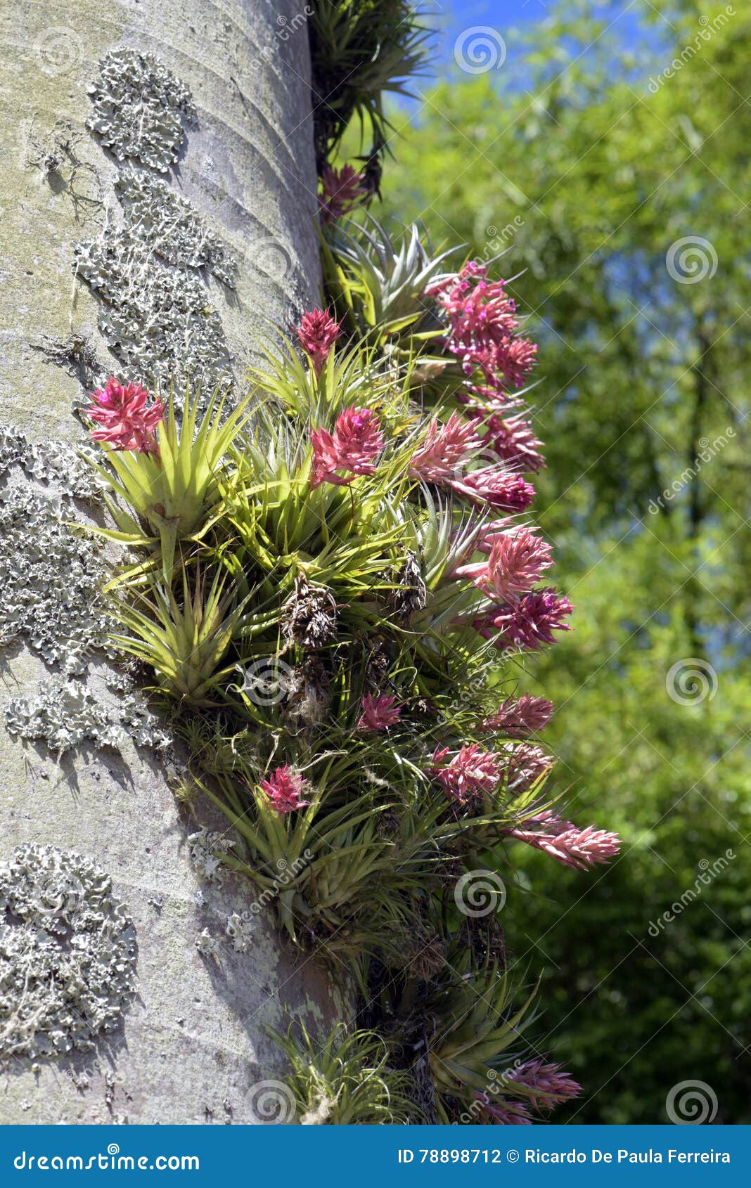 Geminiflora Del Tillandsia De La Bromelia En Tronco De Palmera Foto de  archivo - Imagen de extravagante, planta: 78898712