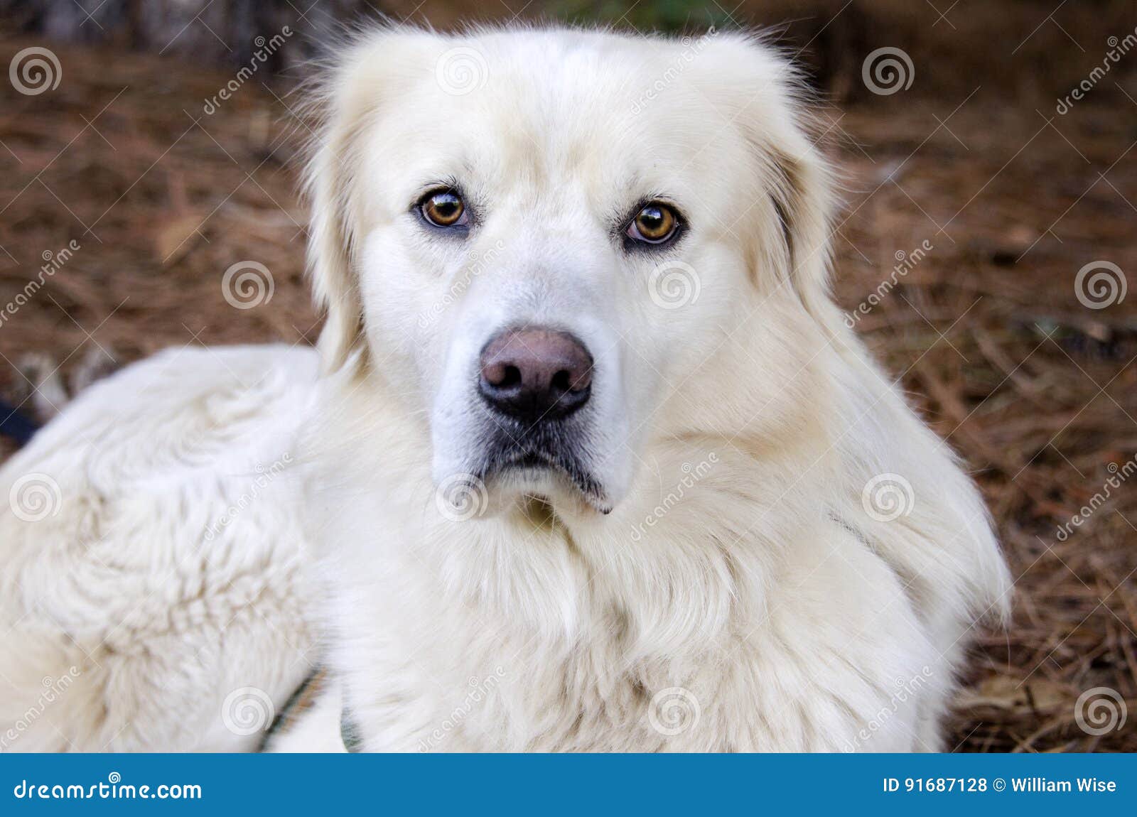 99+ White Golden Retriever Great Pyrenees Mix