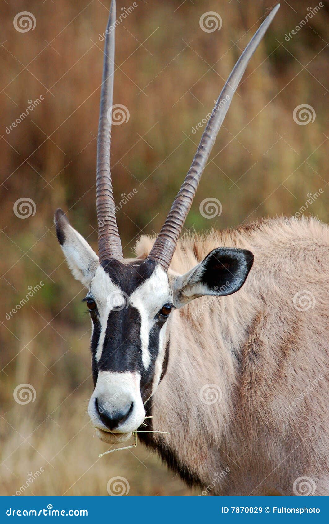 African Antelope Face