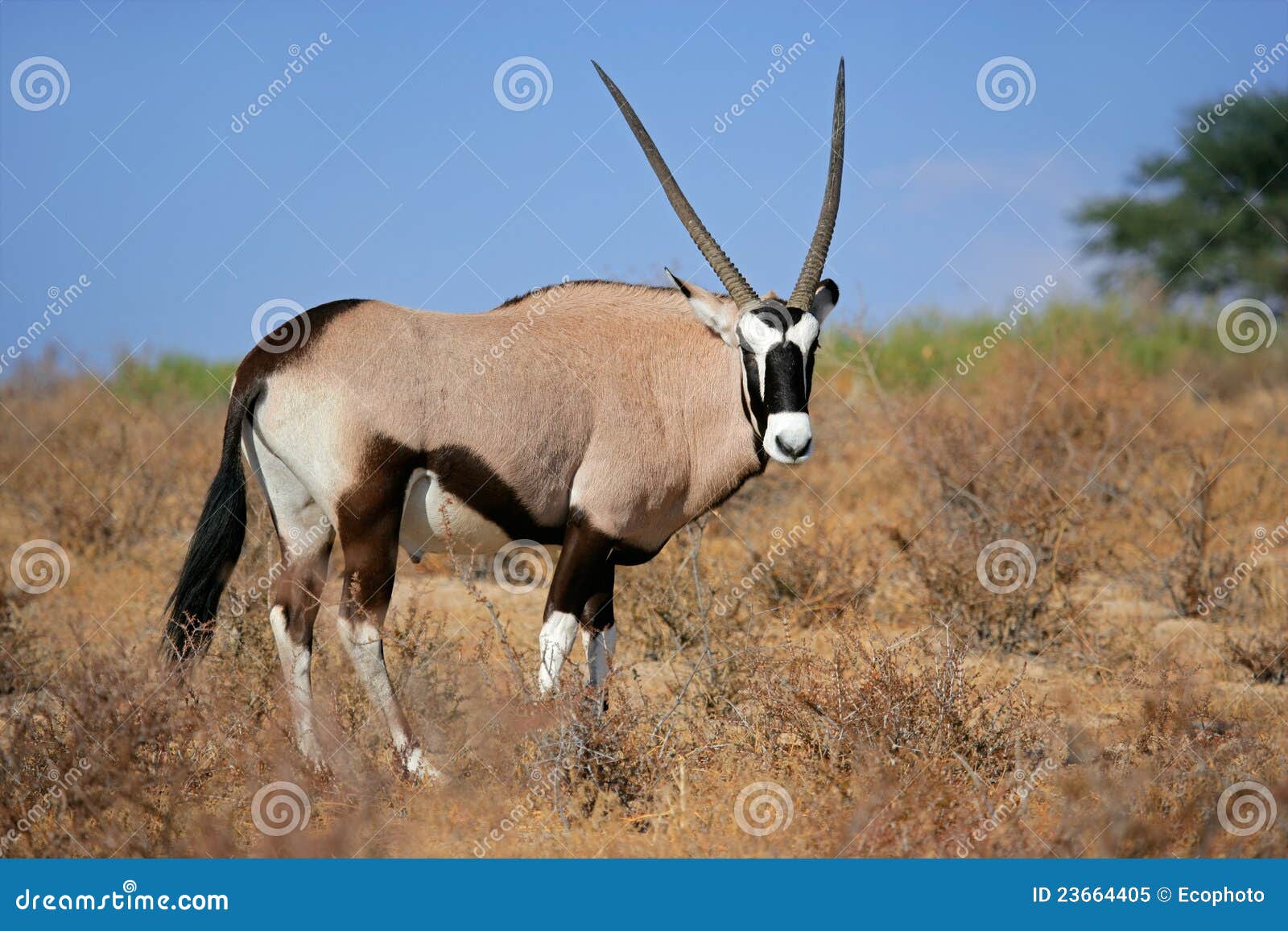 Gemsbok Antelope RoyaltyFree Stock Image 18387436
