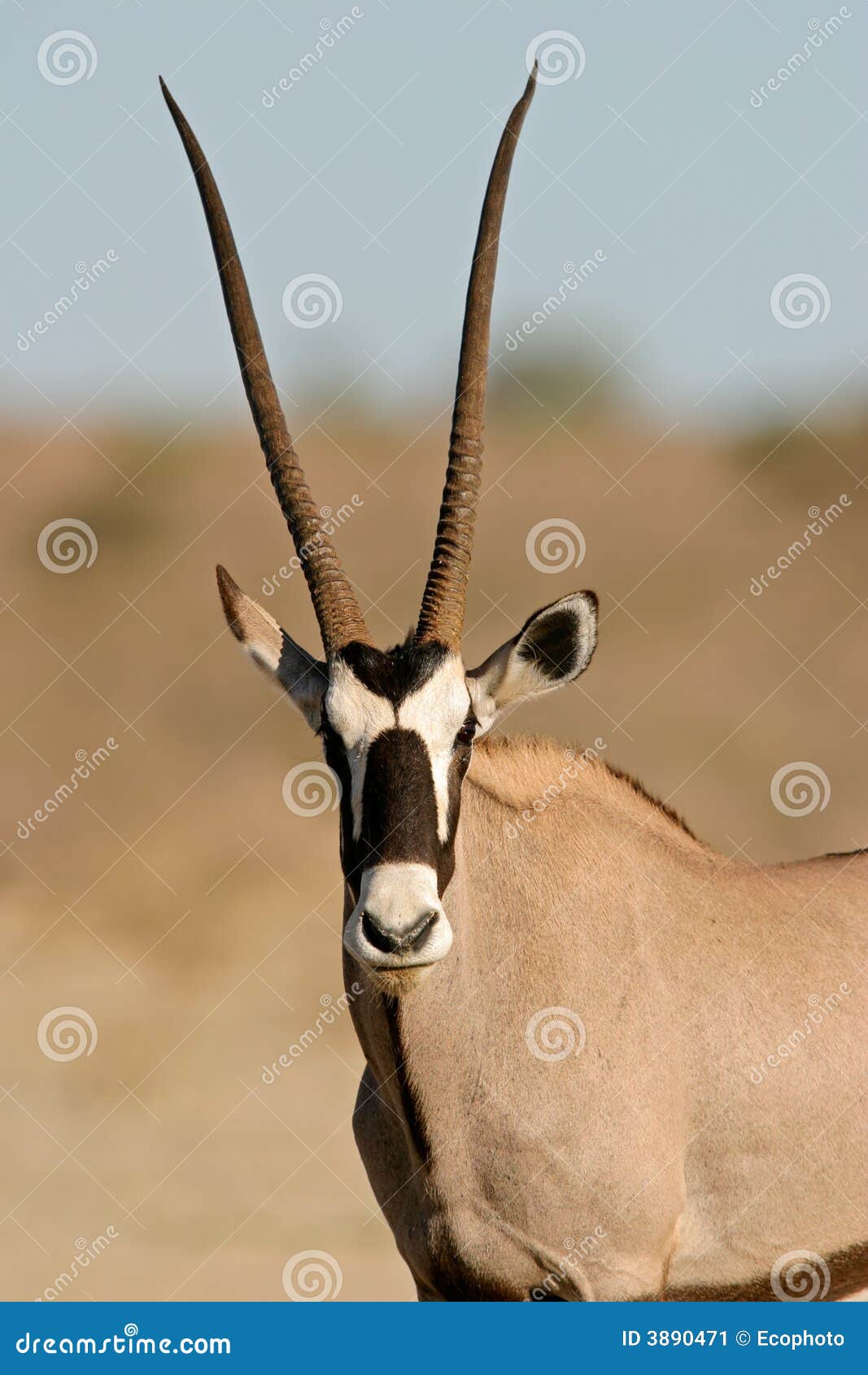 gemsbok antelope