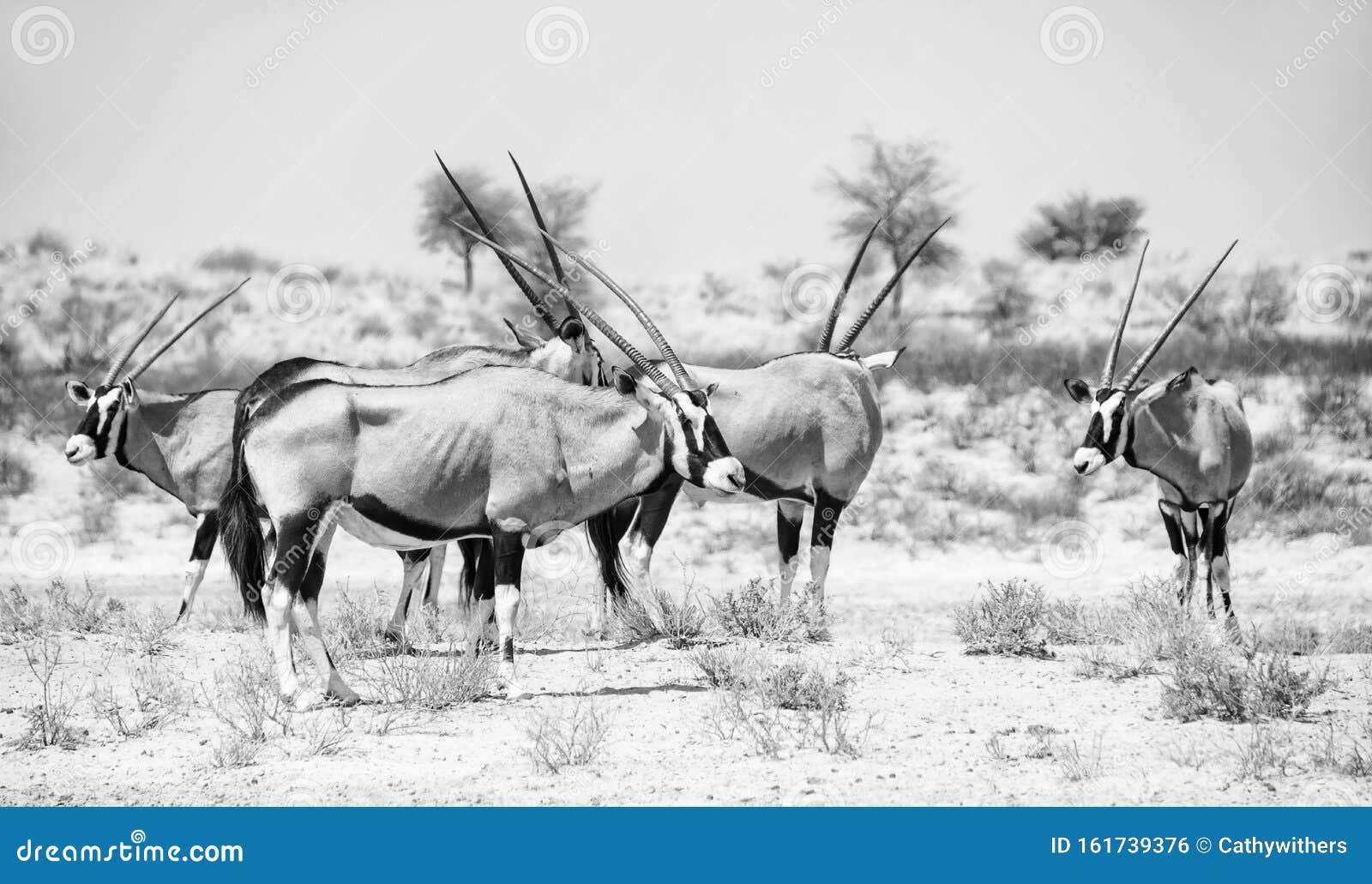 Gemsbok Antelope stock photo. Image of gemsbuck, adult - 161739376