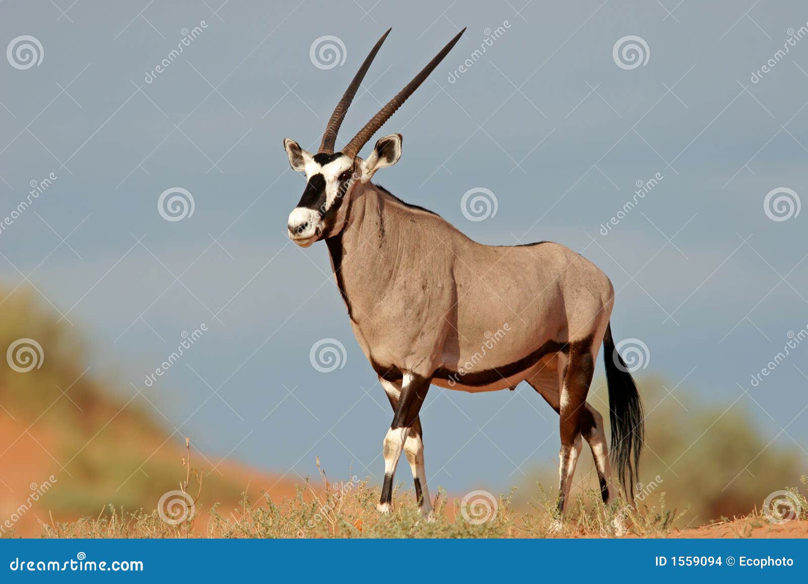 gemsbok antelope, kalahari desert, south africa