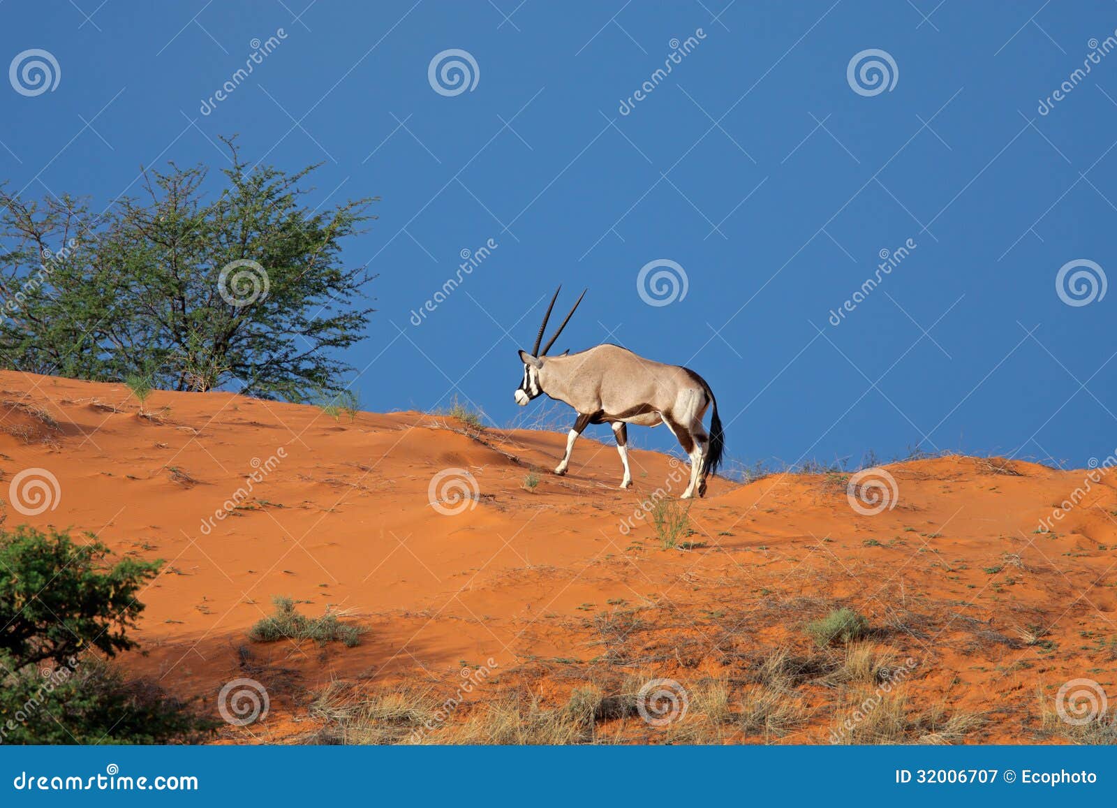 gemsbok antelope on sand dune