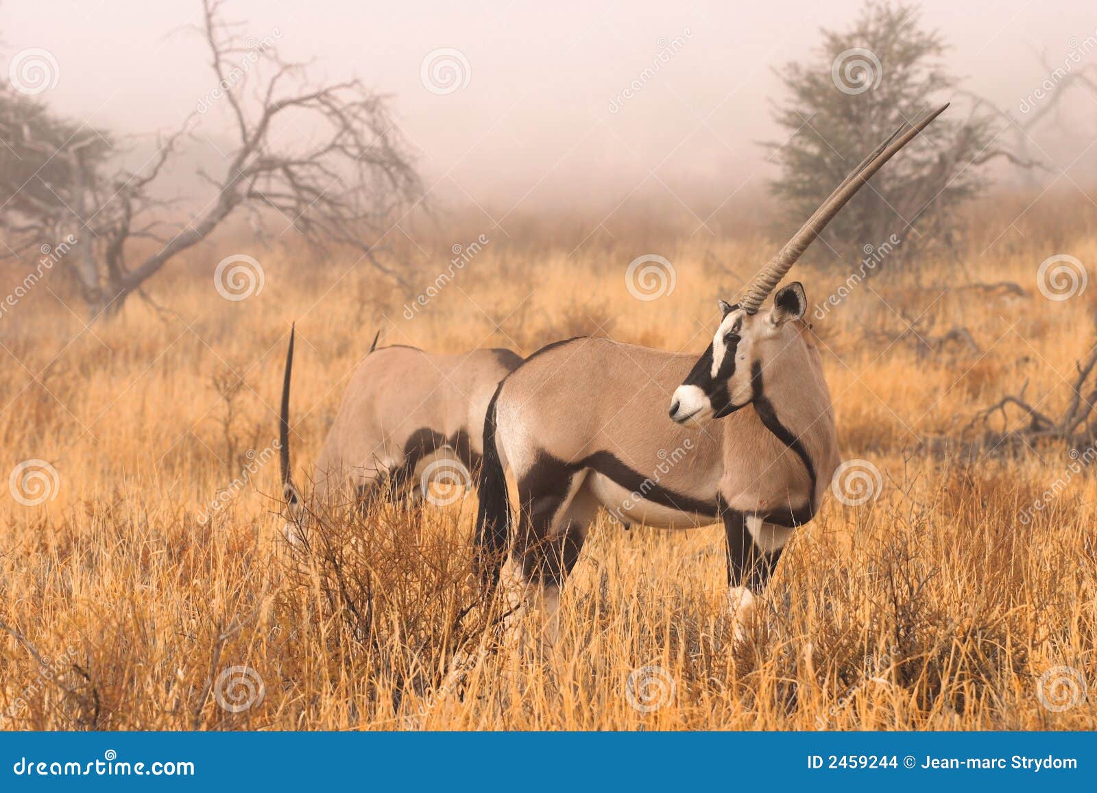 gemsbok in mist