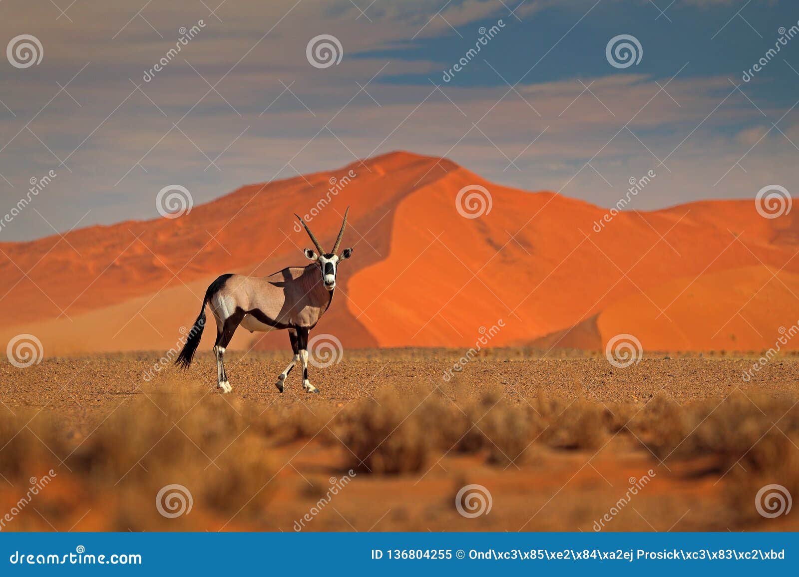 gemsbok with orange sand dune evening sunset. gemsbuck, oryx gazella, large antelope in nature habitat, sossusvlei, namibia. wild