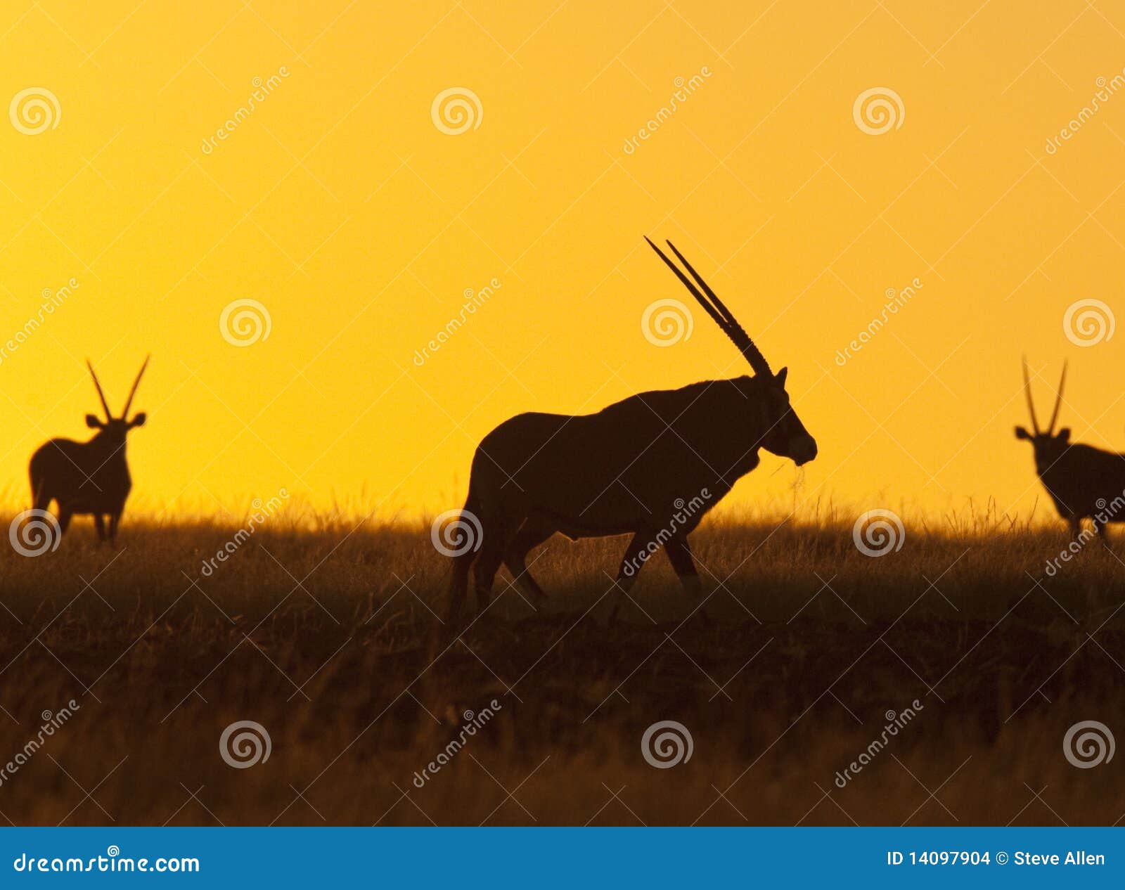 gemsbok (oryx) - damaraland - namibia