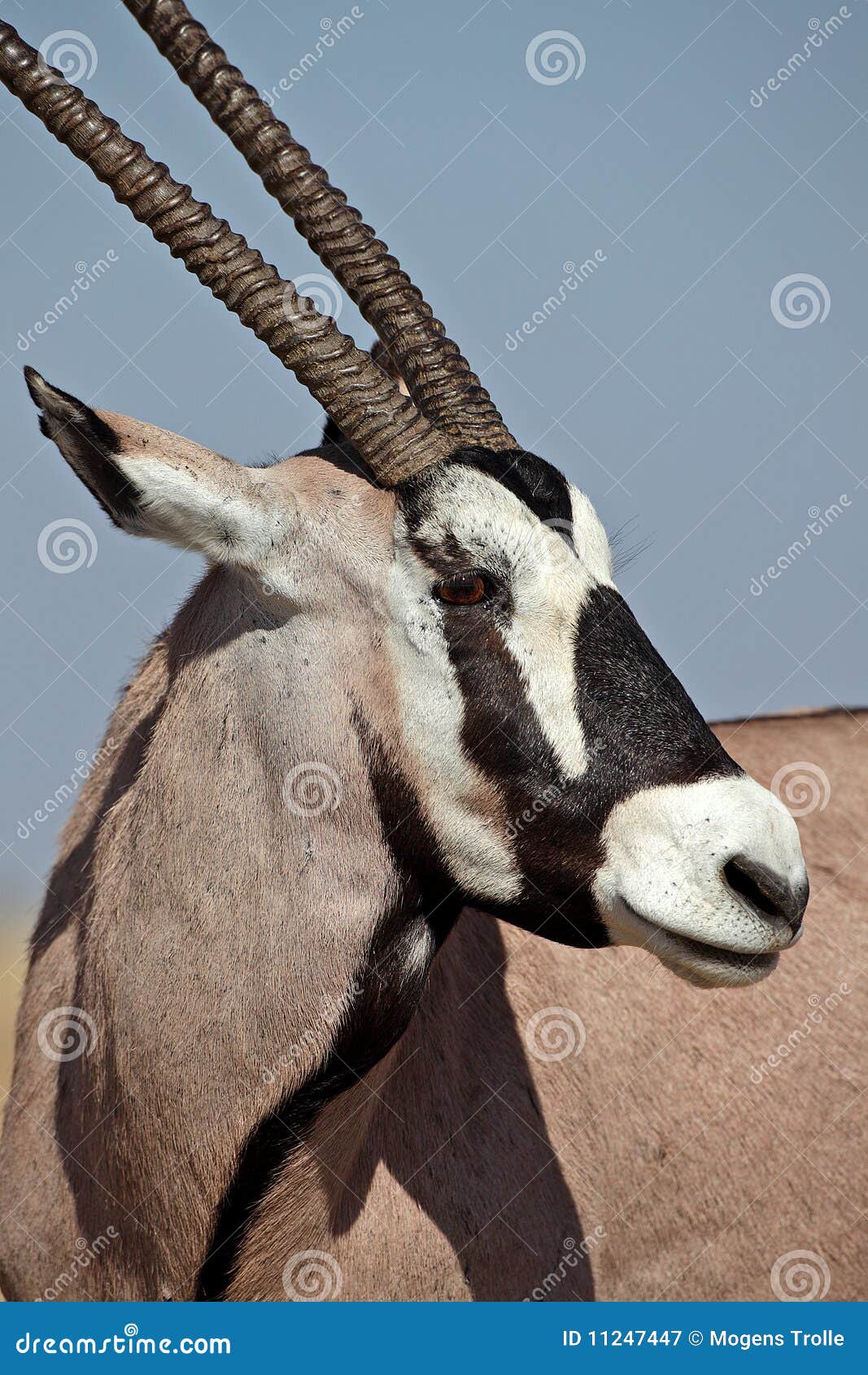 gemsbok oryx, etosha, namibia