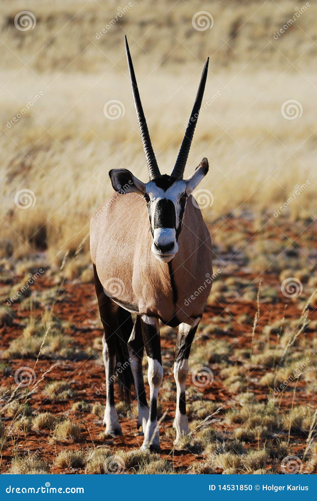 gemsbok (oryx gazella)