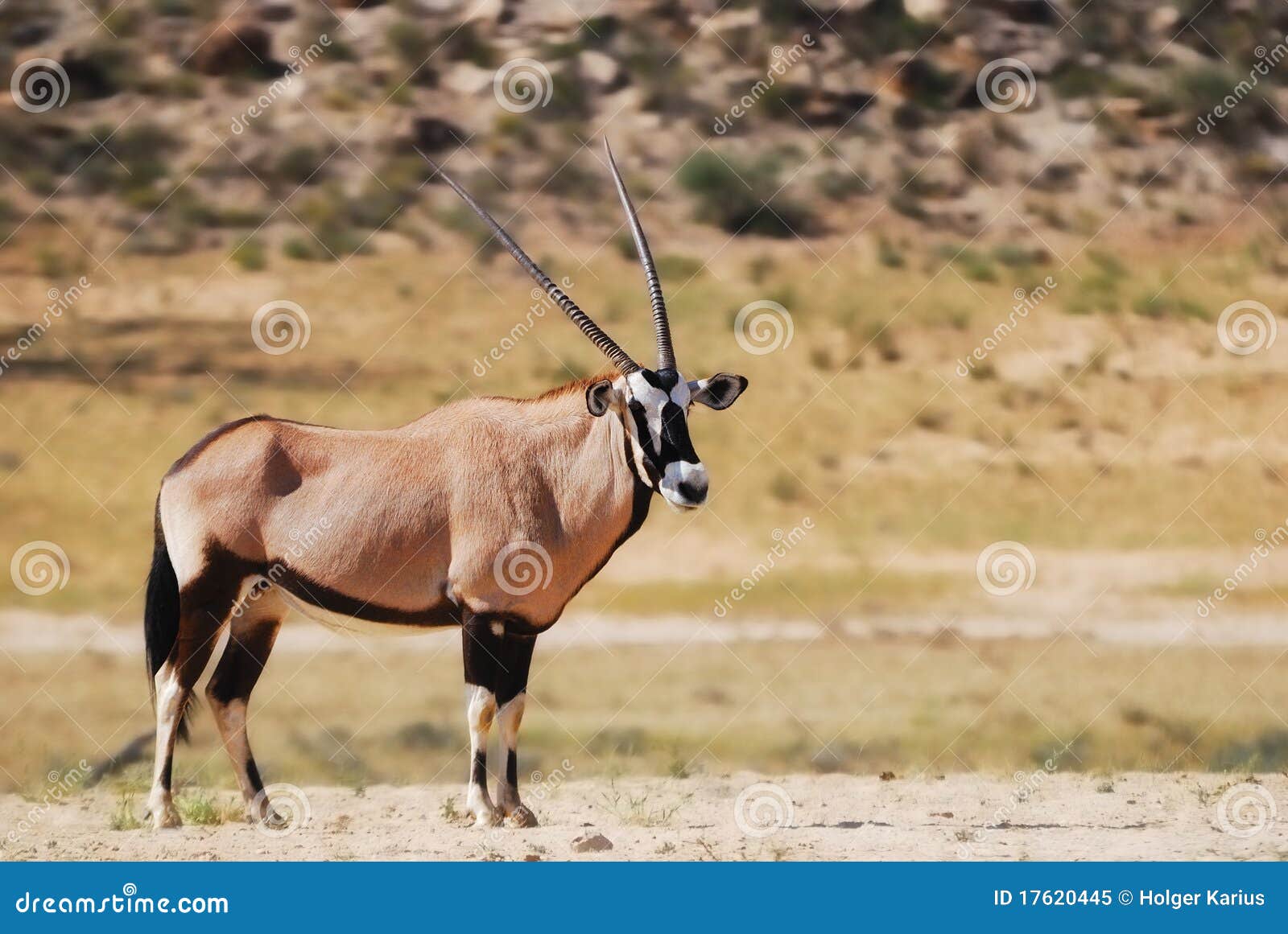 gemsbok (oryx gazella)