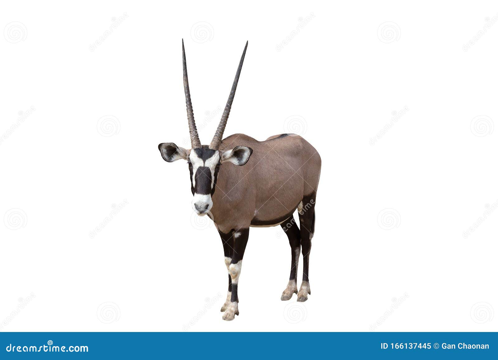 gemsbok oryx gazella  on white background