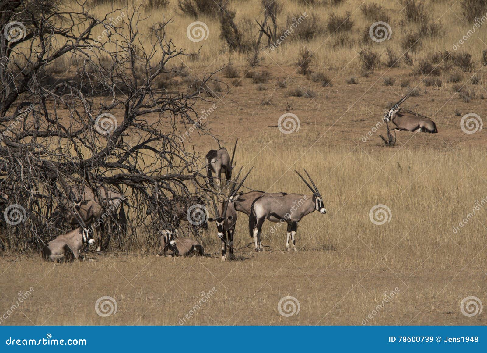 gemsbok (oryx)