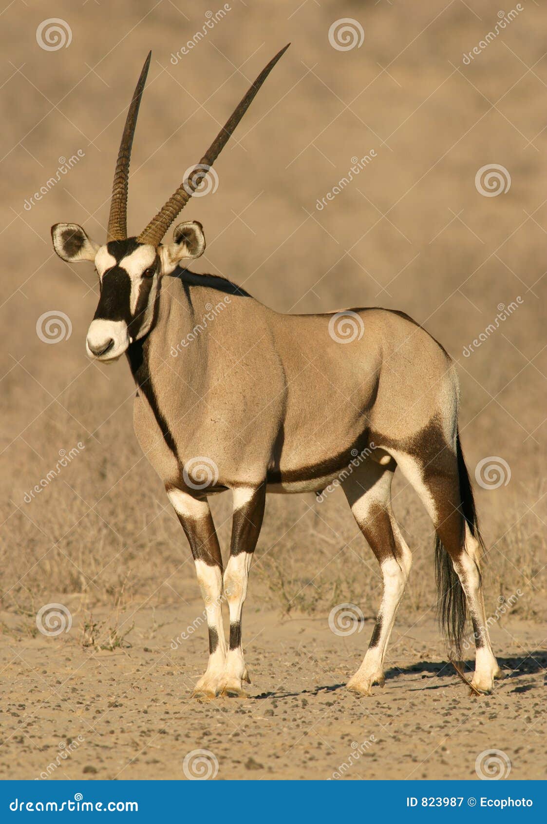 Gemsbokantilope stockbild. Bild von afrika, säugetier, unspoiled ...
