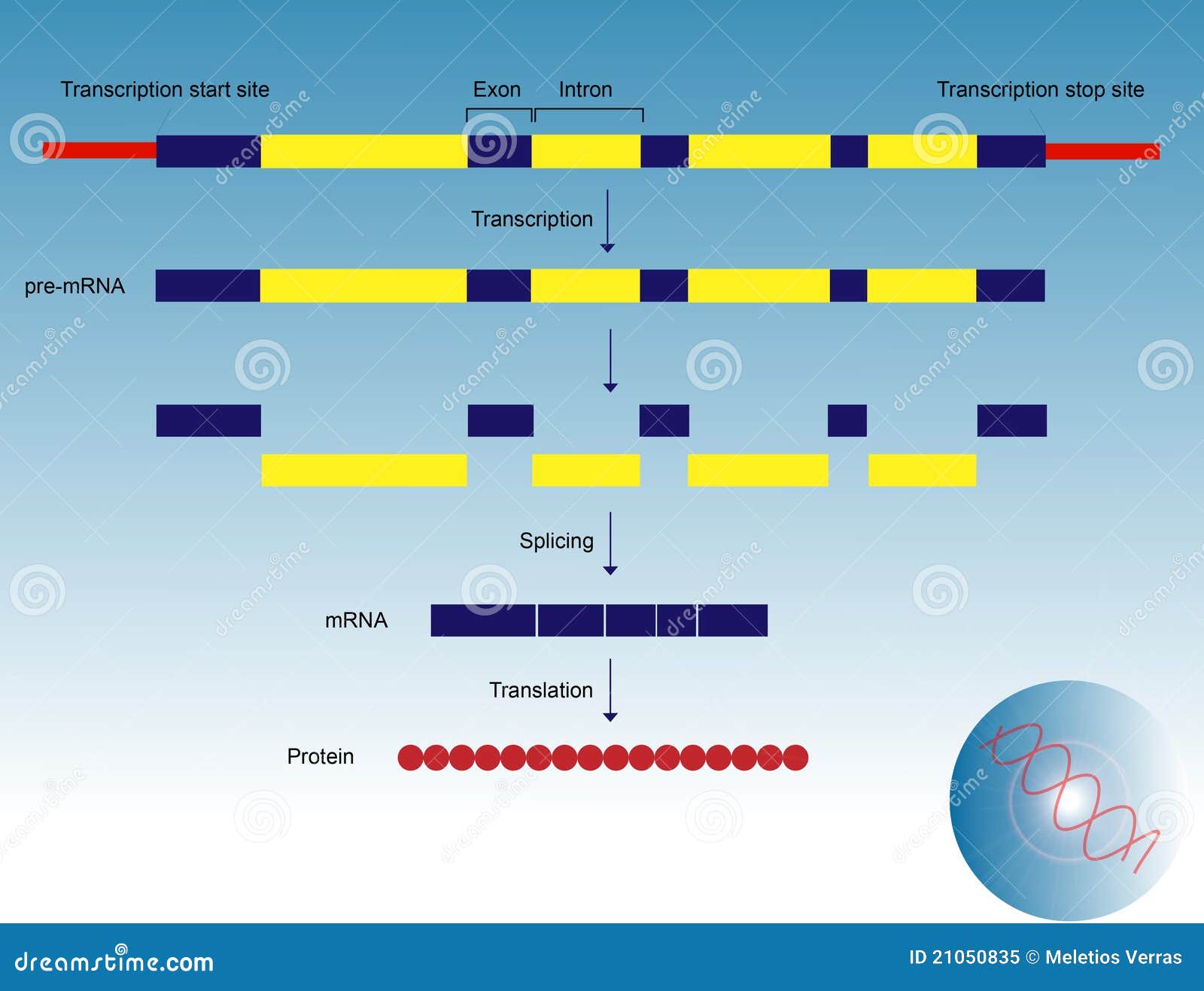 gene expression