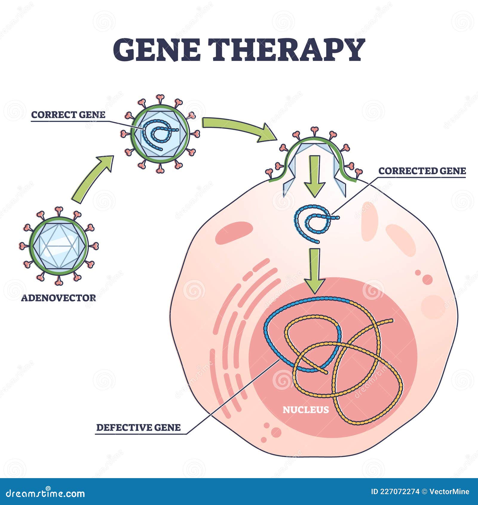 gene therapy medical treatment and correct genome replacement outline diagram