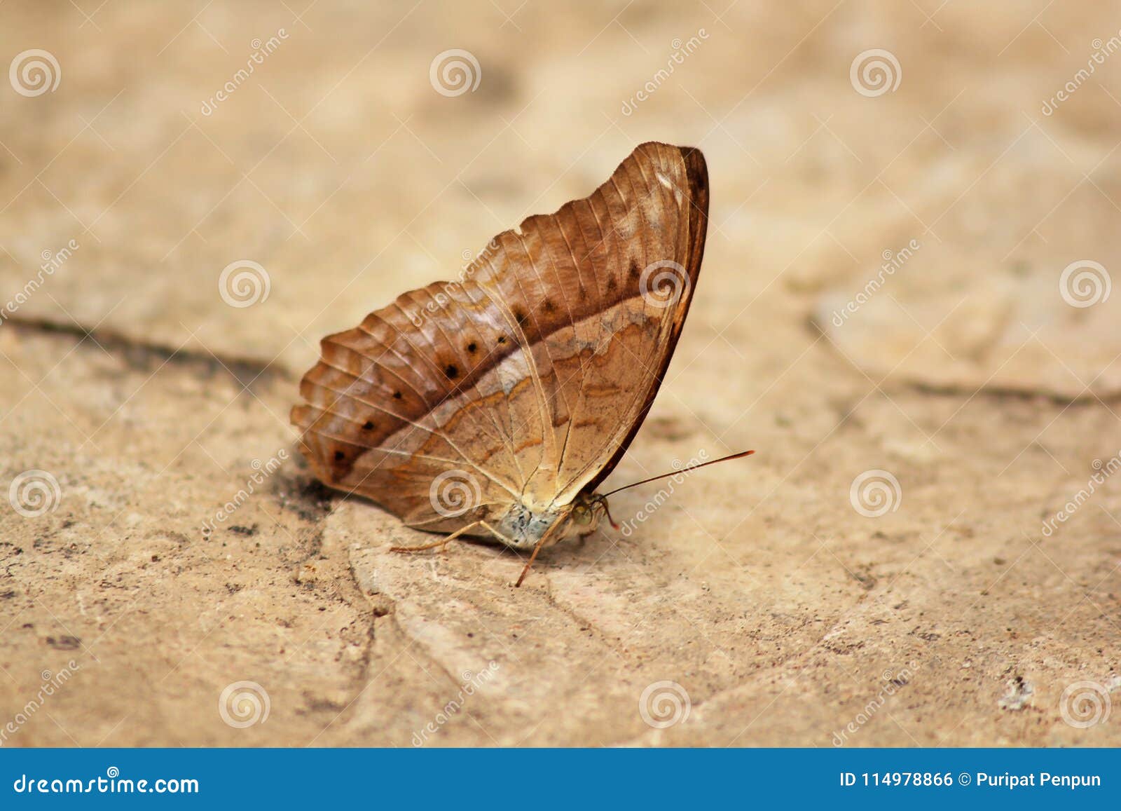 the cruiser. vindula erota erota butterfly